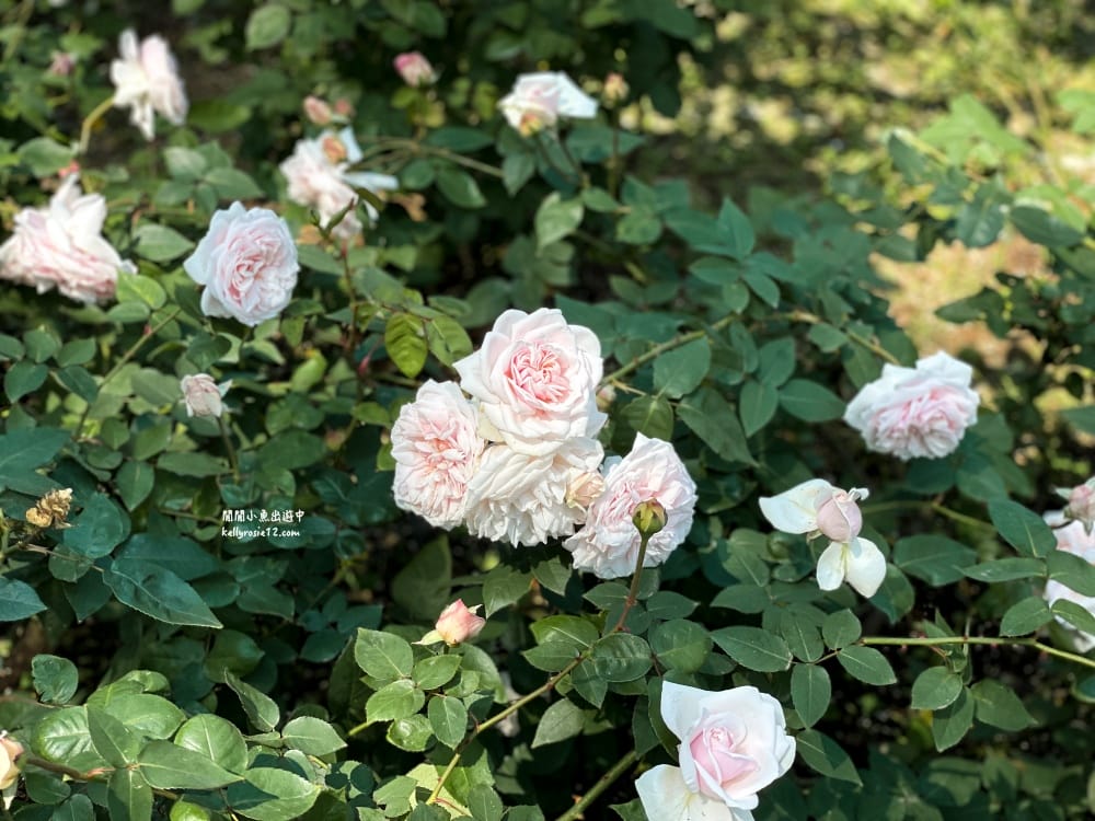 台北玫瑰園|新生公園玫瑰展,玫瑰花盛開,免費入園,台北免費賞花景點 - 第45張圖