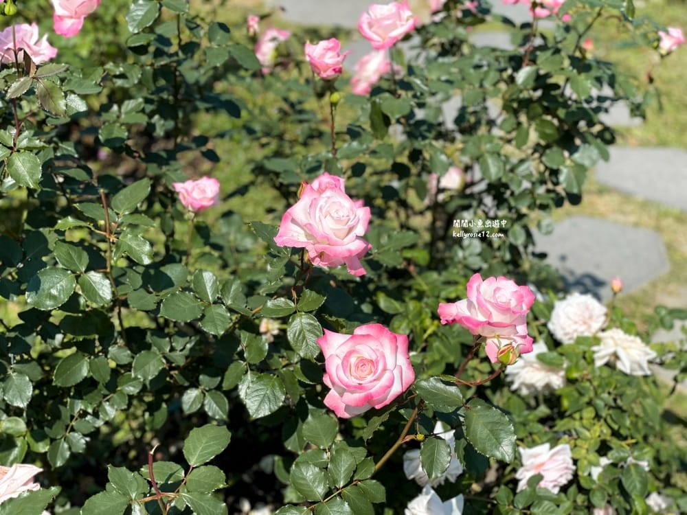 台北玫瑰園|新生公園玫瑰展,玫瑰花盛開,免費入園,台北免費賞花景點 - 第44張圖