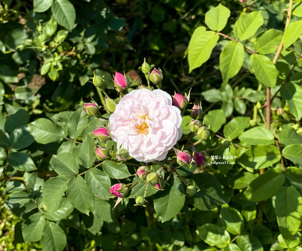 台北玫瑰園|新生公園玫瑰展,玫瑰花盛開,免費入園,台北免費賞花景點 - 第43張圖