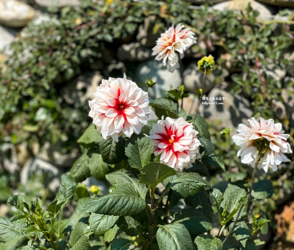 台北玫瑰園|新生公園玫瑰展,玫瑰花盛開,免費入園,台北免費賞花景點 - 第42張圖