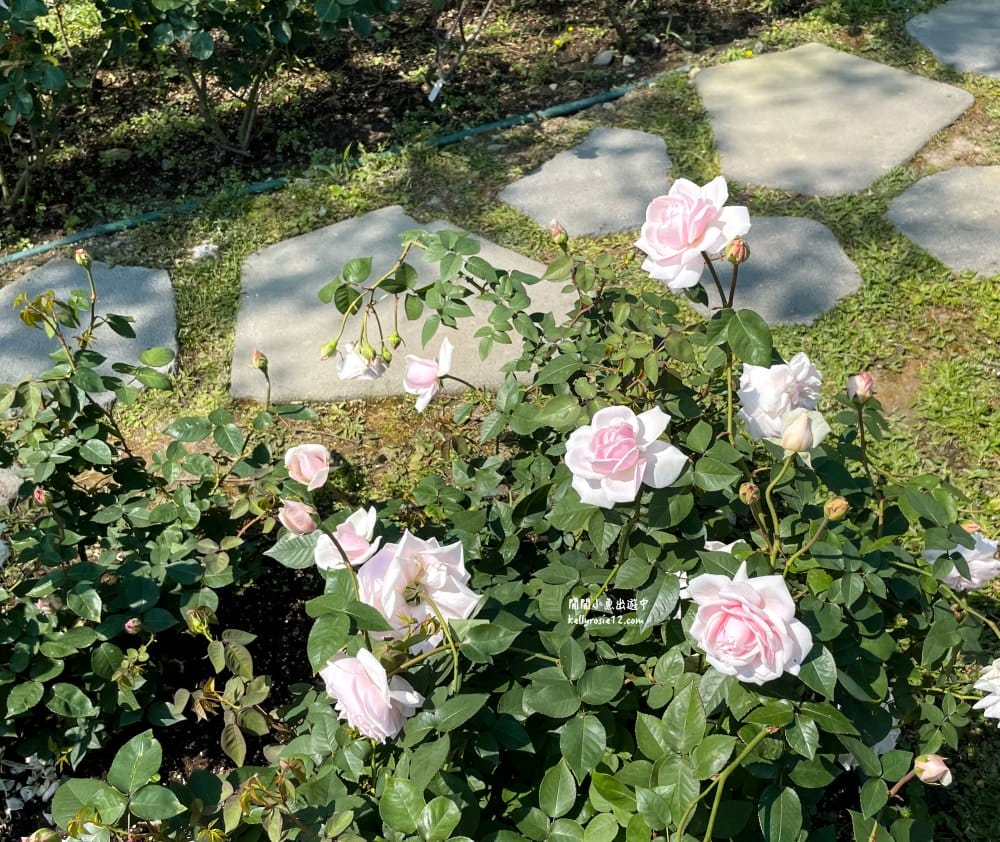 台北玫瑰園|新生公園玫瑰展,玫瑰花盛開,免費入園,台北免費賞花景點 - 第41張圖