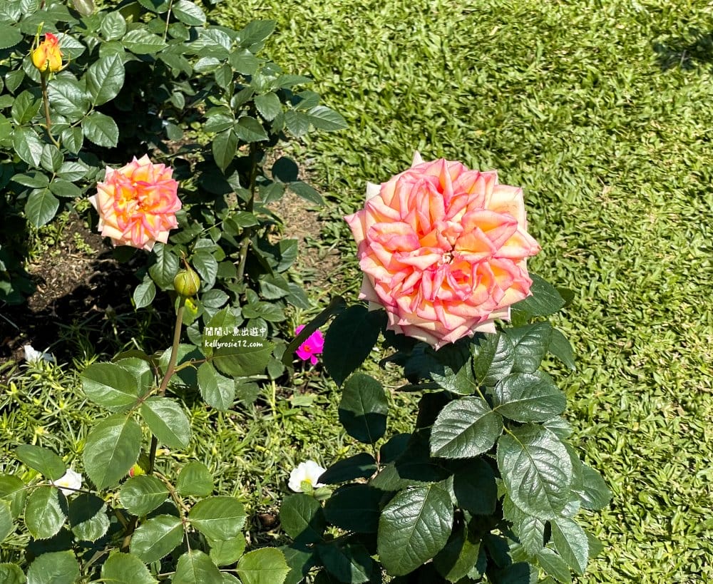 台北玫瑰園|新生公園玫瑰展,玫瑰花盛開,免費入園,台北免費賞花景點 - 第40張圖