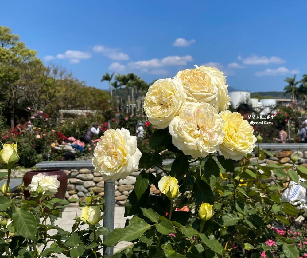 台北玫瑰園|新生公園玫瑰展,玫瑰花盛開,免費入園,台北免費賞花景點 - 第38張圖