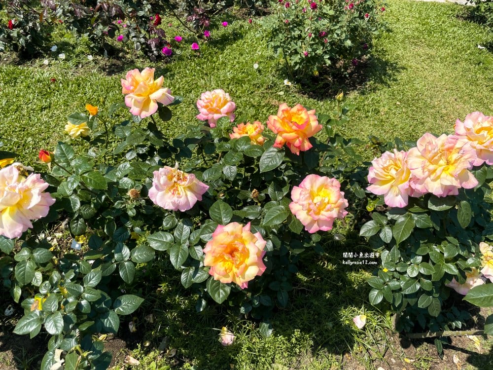 台北玫瑰園|新生公園玫瑰展,玫瑰花盛開,免費入園,台北免費賞花景點 - 第37張圖