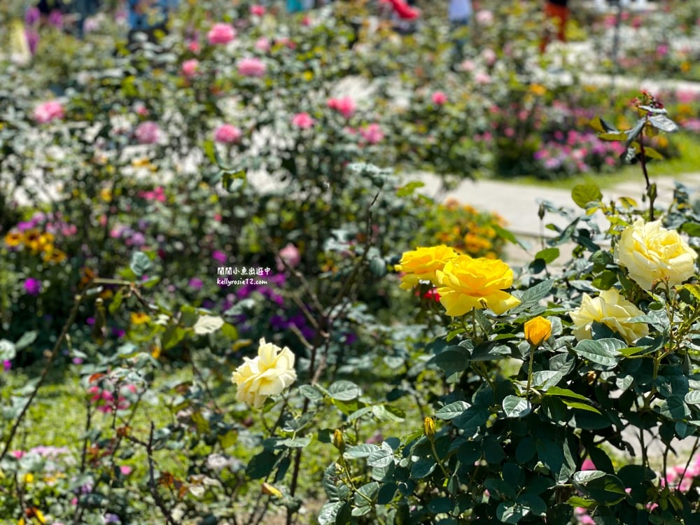 台北玫瑰園|新生公園玫瑰展,玫瑰花盛開,免費入園,台北免費賞花景點 - 第36張圖