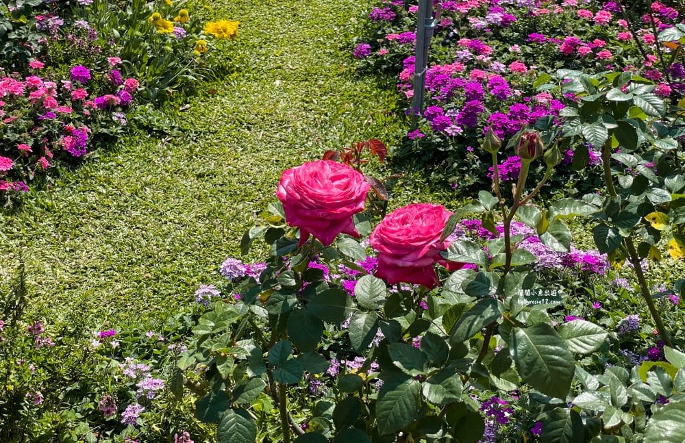 台北玫瑰園|新生公園玫瑰展,玫瑰花盛開,免費入園,台北免費賞花景點 - 第35張圖