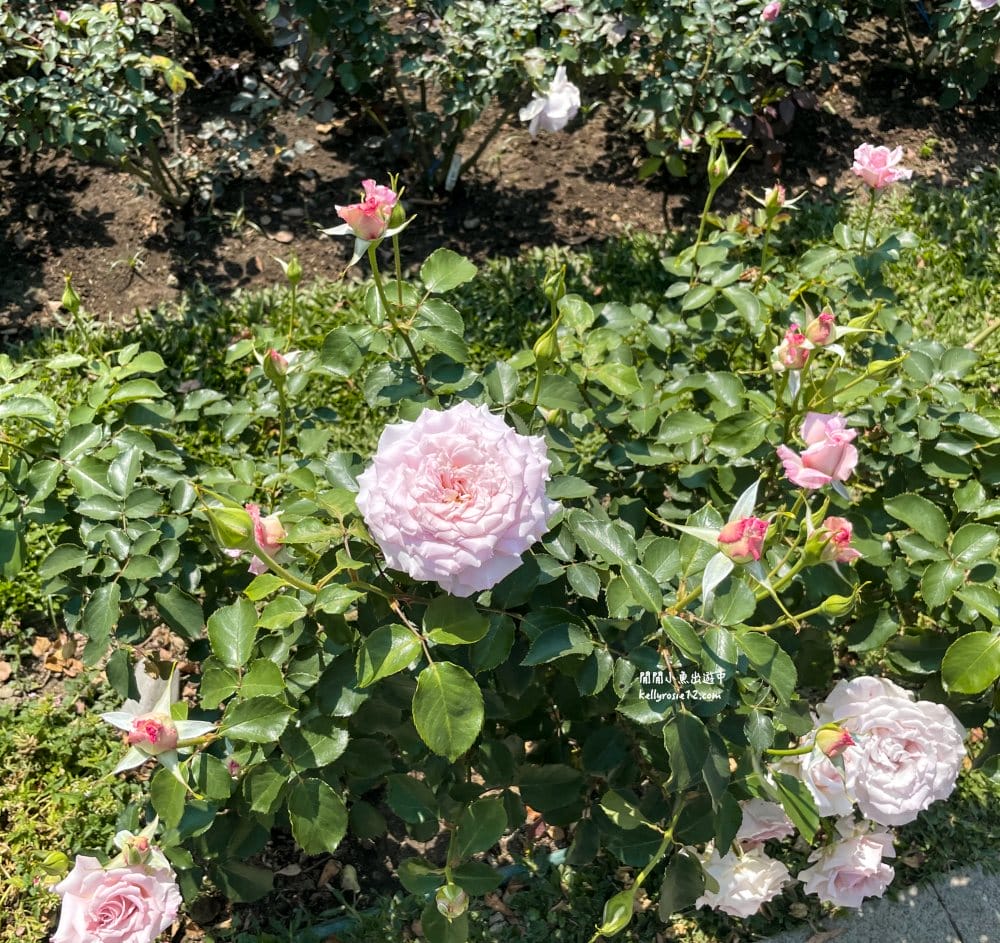 台北玫瑰園|新生公園玫瑰展,玫瑰花盛開,免費入園,台北免費賞花景點 - 第34張圖