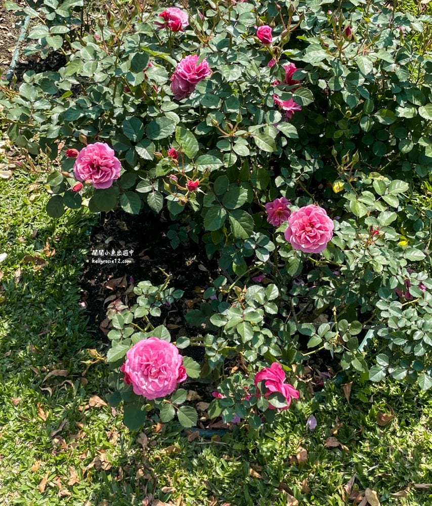 台北玫瑰園|新生公園玫瑰展,玫瑰花盛開,免費入園,台北免費賞花景點 - 第32張圖