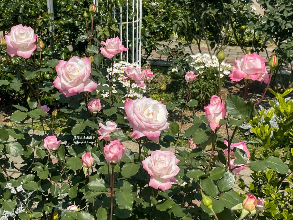 台北玫瑰園|新生公園玫瑰展,玫瑰花盛開,免費入園,台北免費賞花景點 - 第31張圖