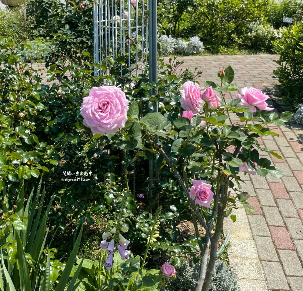 台北玫瑰園|新生公園玫瑰展,玫瑰花盛開,免費入園,台北免費賞花景點 - 第30張圖