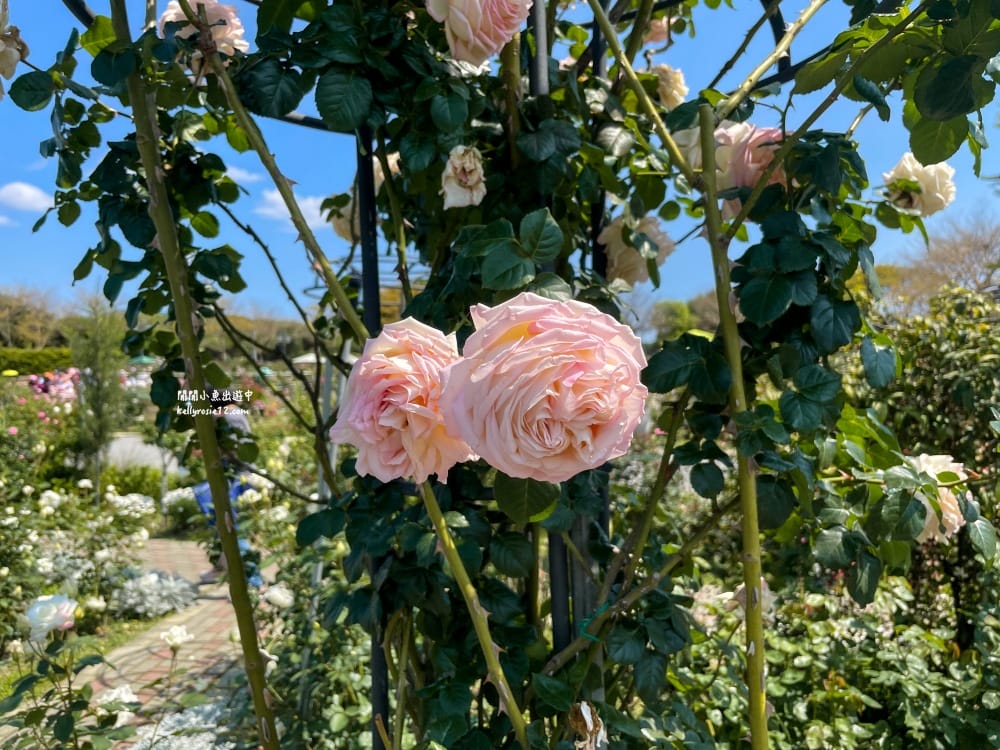 台北玫瑰園|新生公園玫瑰展,玫瑰花盛開,免費入園,台北免費賞花景點 - 第29張圖