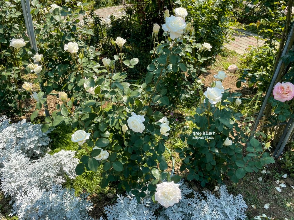 台北玫瑰園|新生公園玫瑰展,玫瑰花盛開,免費入園,台北免費賞花景點 - 第28張圖