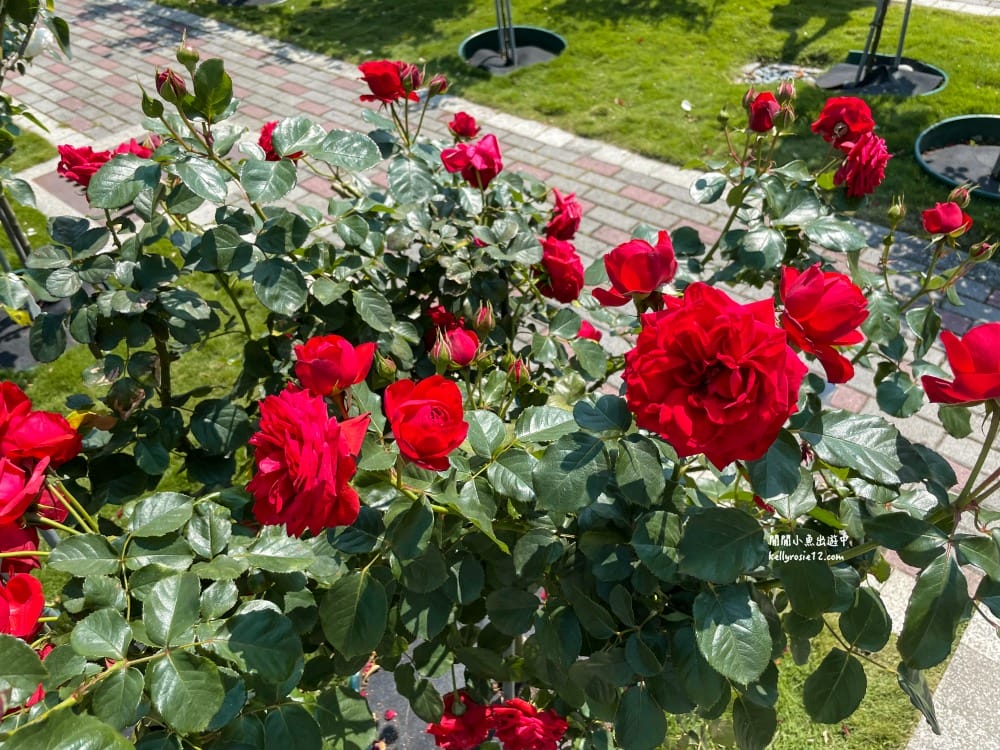 台北玫瑰園|新生公園玫瑰展,玫瑰花盛開,免費入園,台北免費賞花景點 - 第23張圖