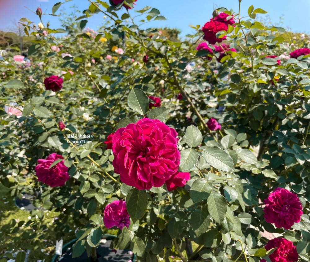 台北玫瑰園|新生公園玫瑰展,玫瑰花盛開,免費入園,台北免費賞花景點 - 第20張圖