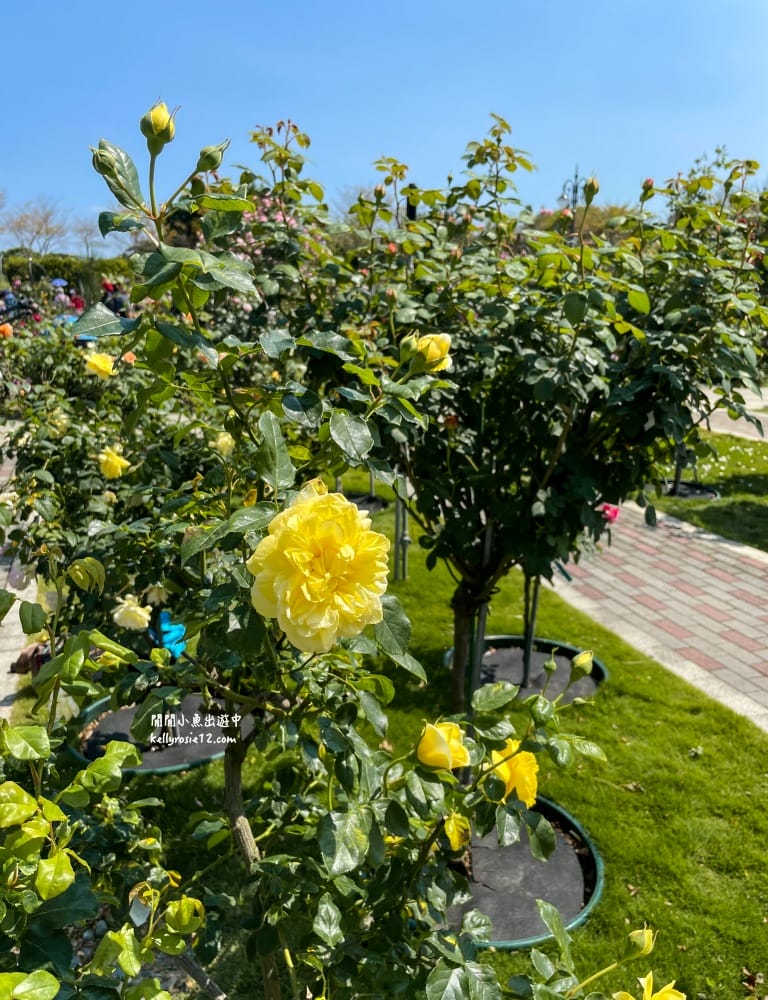 台北玫瑰園|新生公園玫瑰展,玫瑰花盛開,免費入園,台北免費賞花景點 - 第19張圖
