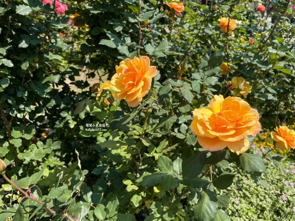 台北玫瑰園|新生公園玫瑰展,玫瑰花盛開,免費入園,台北免費賞花景點 - 第18張圖