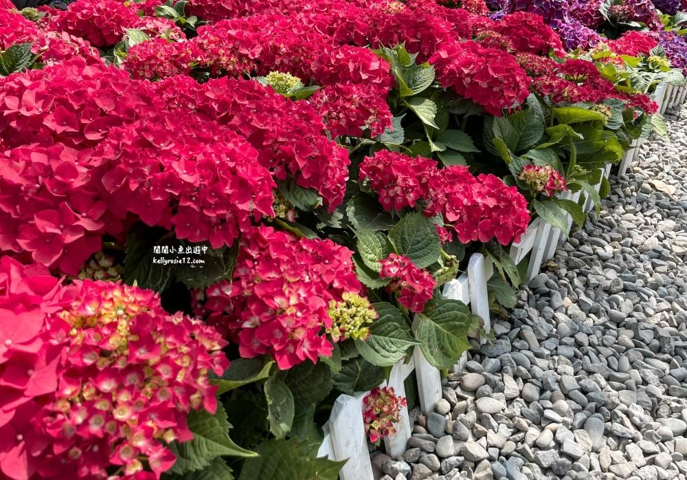 大安森林公園|繡球花季杜鵑花季,位置、最新花況,2023台北花季,台北免費賞花景點 - 第24張圖