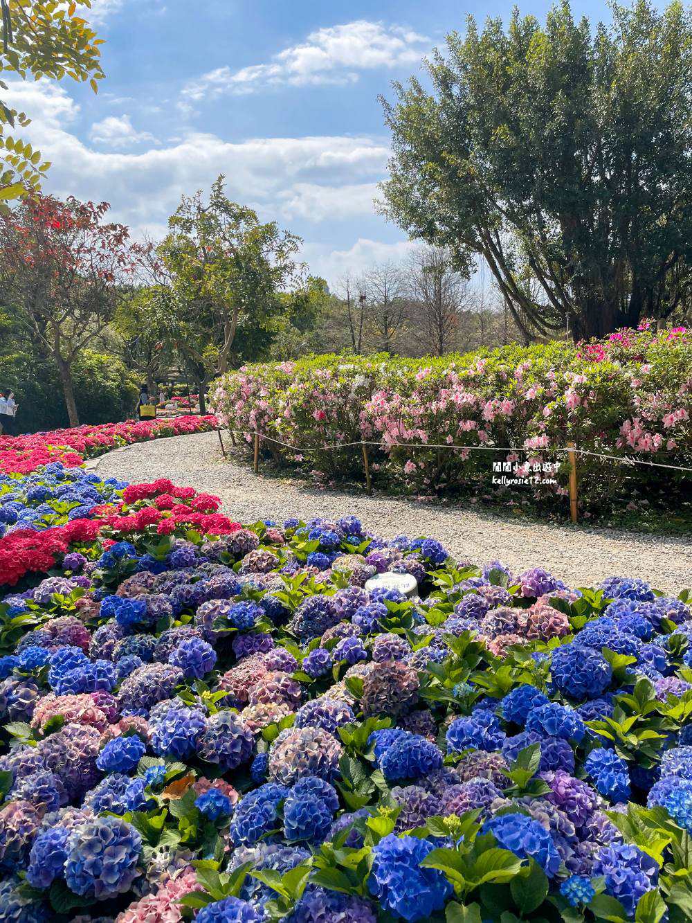 大安森林公園|繡球花季杜鵑花季,位置、最新花況,2023台北花季,台北免費賞花景點 - 第28張圖