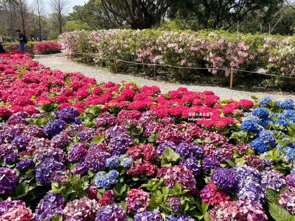 大安森林公園|繡球花季杜鵑花季,位置、最新花況,2023台北花季,台北免費賞花景點 - 第31張圖
